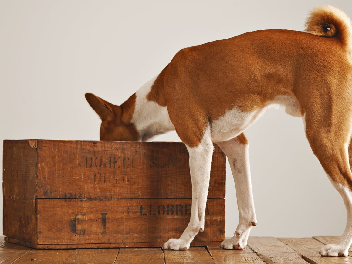 Как Mars инвестирует в технологии для животных