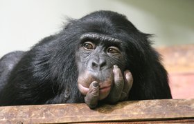 Не прорыв в науке: в «Сколтехе» оценили чипирование обезьяны от стартапа Маска