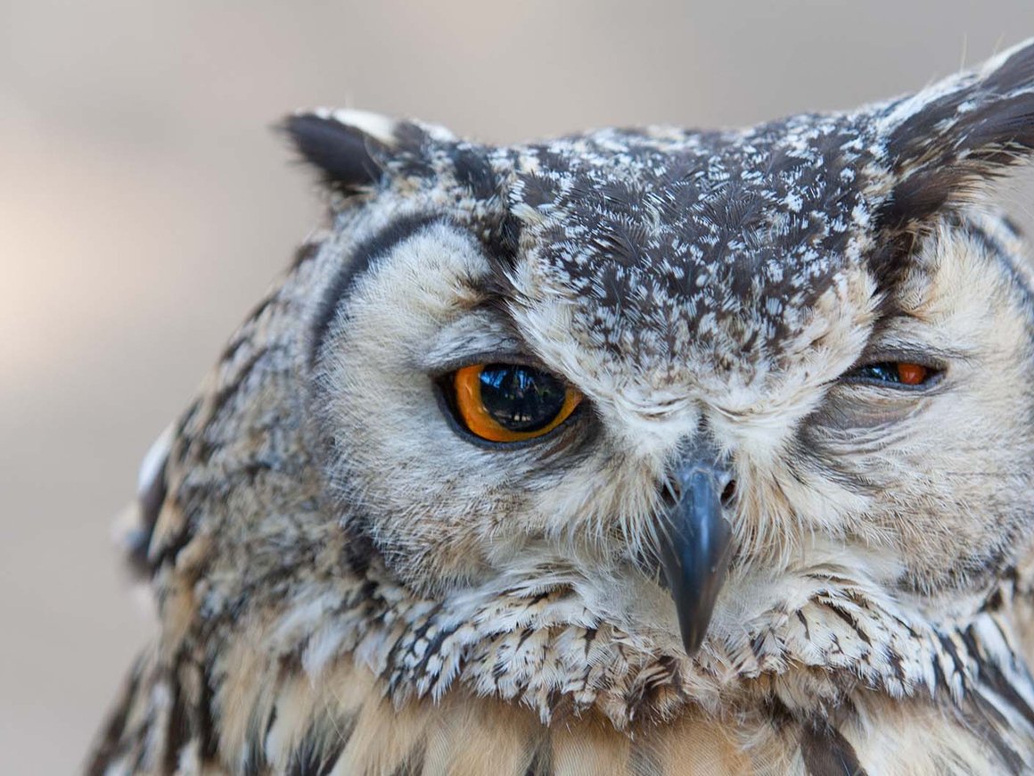 Люди-совы: как жить, быть успешным и сохранять здоровье, если ты сова