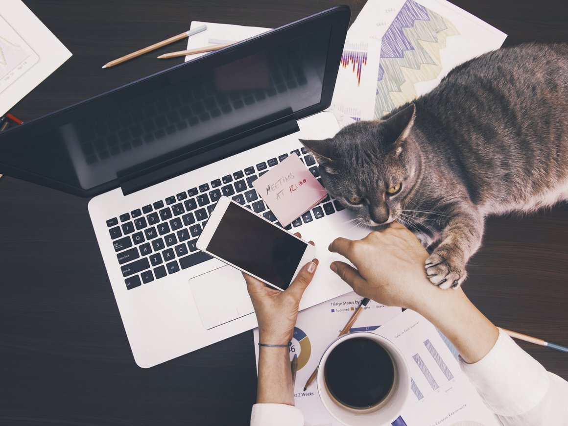 Самозанятость в России и за рубежом: чем различаются режимы и где выгоднее