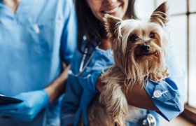 Royal Canin запустил проект по переводу услуг ветеринарных клиник в онлайн