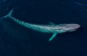 «М.Видео» и «Эльдорадо» собрали 135 тонн старой техники. Столько же весит синий кит