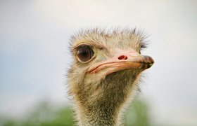 Эффект страуса: почему покупатели уходят