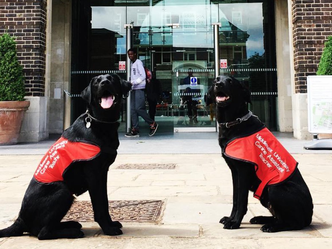 Британский университет нанял пять лабрадоров, чтобы студенты меньше волновались