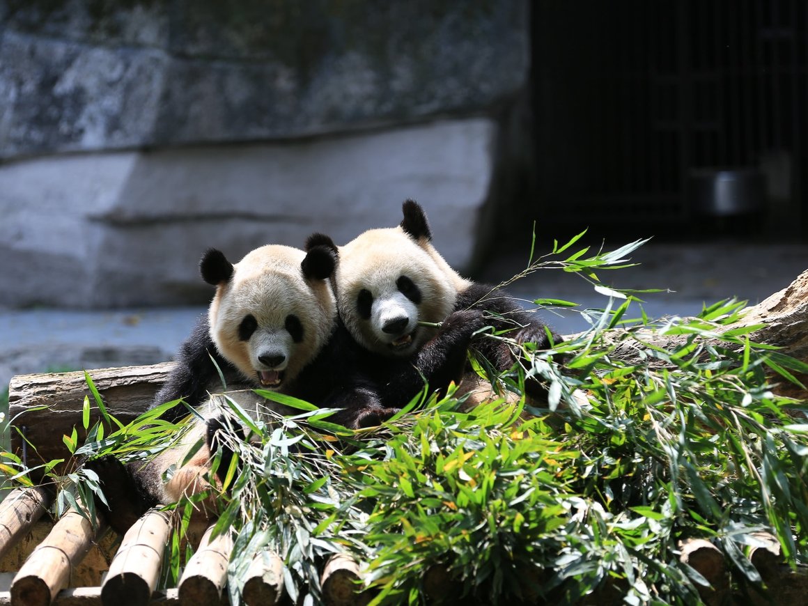 Как Китай зарабатывает на пандах