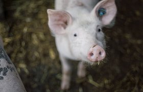 Как мы обучили нейронку распознавать свиней с точностью 99,9%