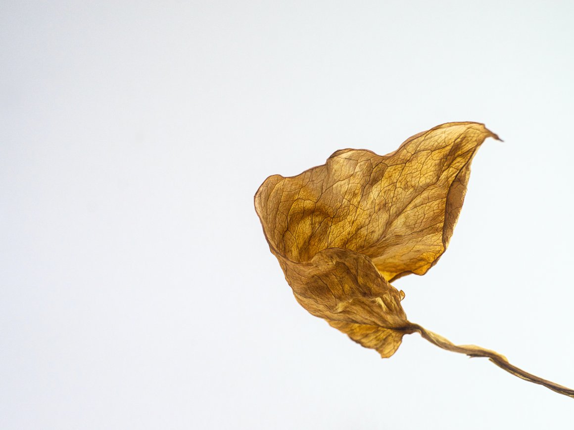 Российский биотех-стартап Gero привлек $2,2 млн от Bulba Ventures и инвесторов