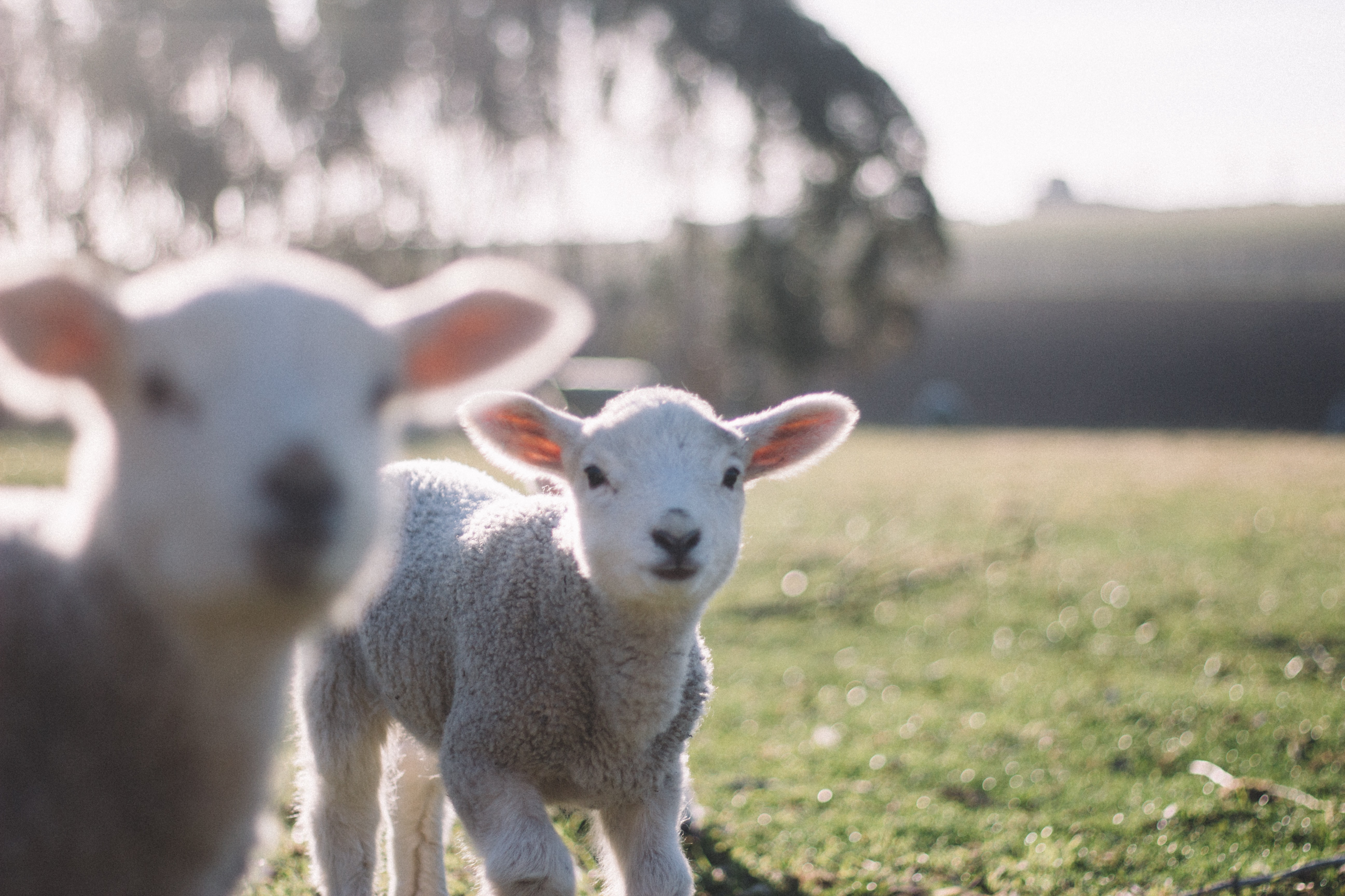 Lamb. Ягненок фото. Ягненок серый. Ушастые овцы фото. Барашки на лугу.