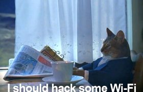 Американский кот взломал Wi-Fi соседей