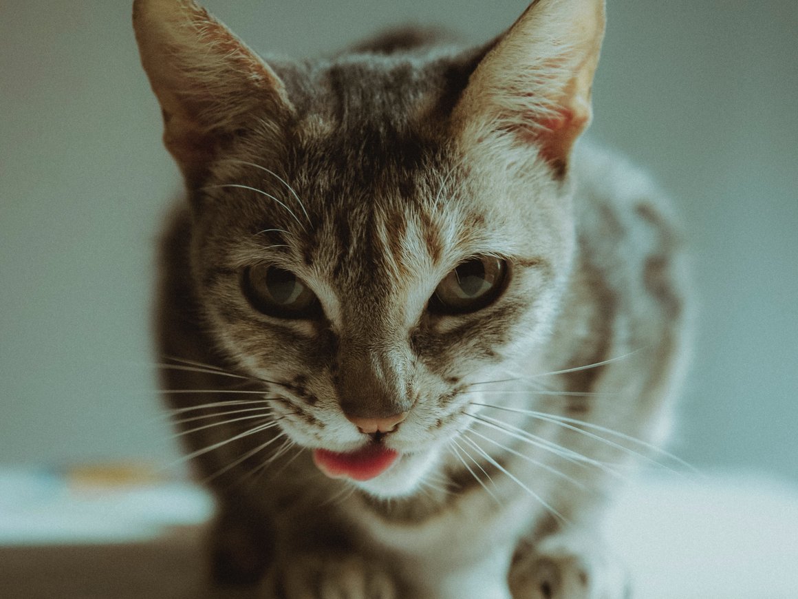 Delivery Club запустил доставку товаров для животных