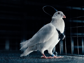 Голубь с нейроинтерфейсом сидит в клетке