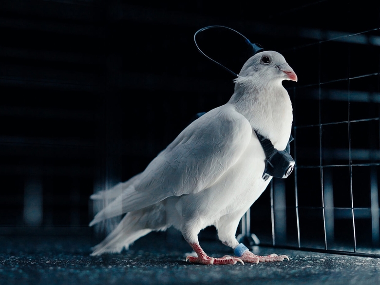 Голубь с нейроинтерфейсом сидит в клетке