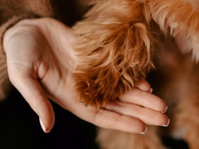 Ладонь держит собачью лапу