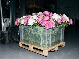 цветы в коробке