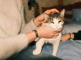Девушка гладит кошку
