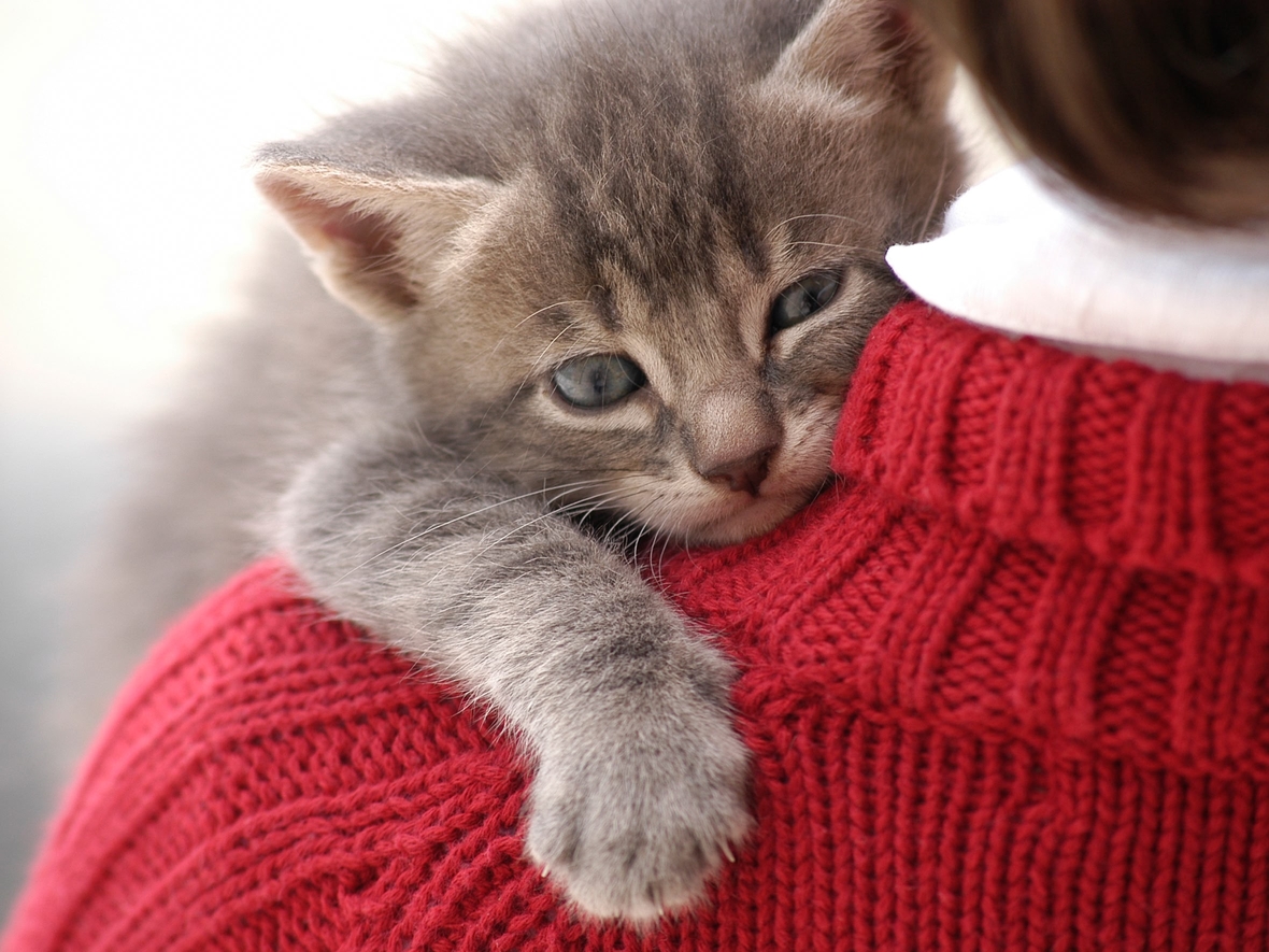 Эмоции вместо дорогих гаджетов: детские новогодние желания «подешевели» почти в три раза — с 8 до 3 тысяч ₽