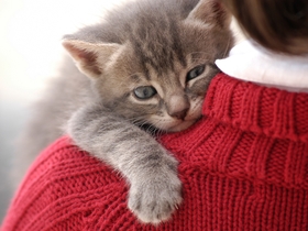 Эмоции вместо дорогих гаджетов: детские новогодние желания «подешевели» почти в три раза — с 8 до 3 тысяч ₽