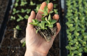 Онлайн-магазин «Семь семян» привлек инвестиции от фонда совладельца «Вкусвилла» и его партнеров