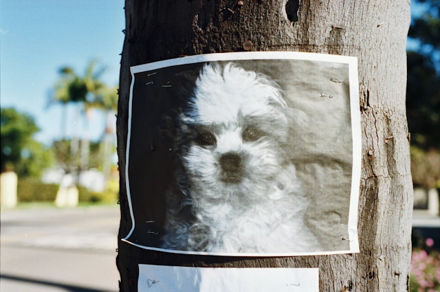 Что делать, если потерялась собака? Объявление со снимком пропавшей собаки на дереве.