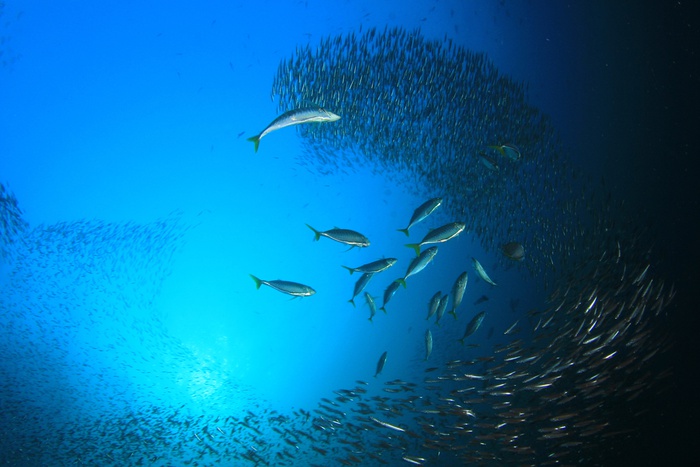 тунец охотится на стаю сардин, подводная съемка, концепция нечестной рыночной конкуренции