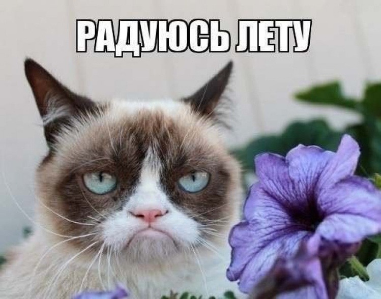 В России также активно делали мемы с Grumpy Cat