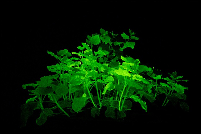 команда биотехнологов из Института биоорганической химии РАН совместно со стартапом «Планта» разработала метод поддержания биолюминесценции в растениях