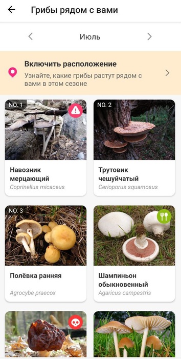 Picture Mushroom приложение