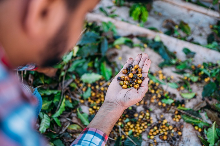 Бразилия, выращивание кофейных бобов