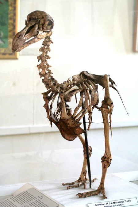 скелет дронта, птица додо