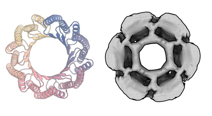 Структура белка, сгенерированная RoseTTAFold Diffusion (слева), и та же структура, воссозданная в лаборатории (справа)