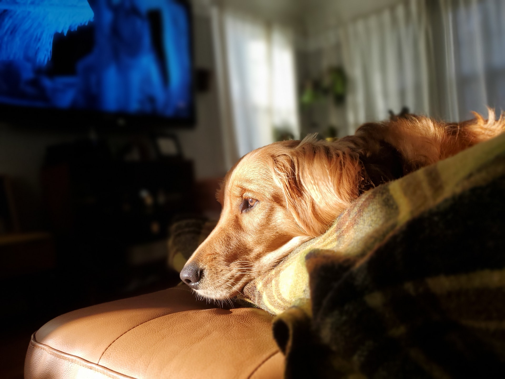 Беспокойство животных. Собака и телевизор. Животные смотрят телевизор. Внимательная собака.