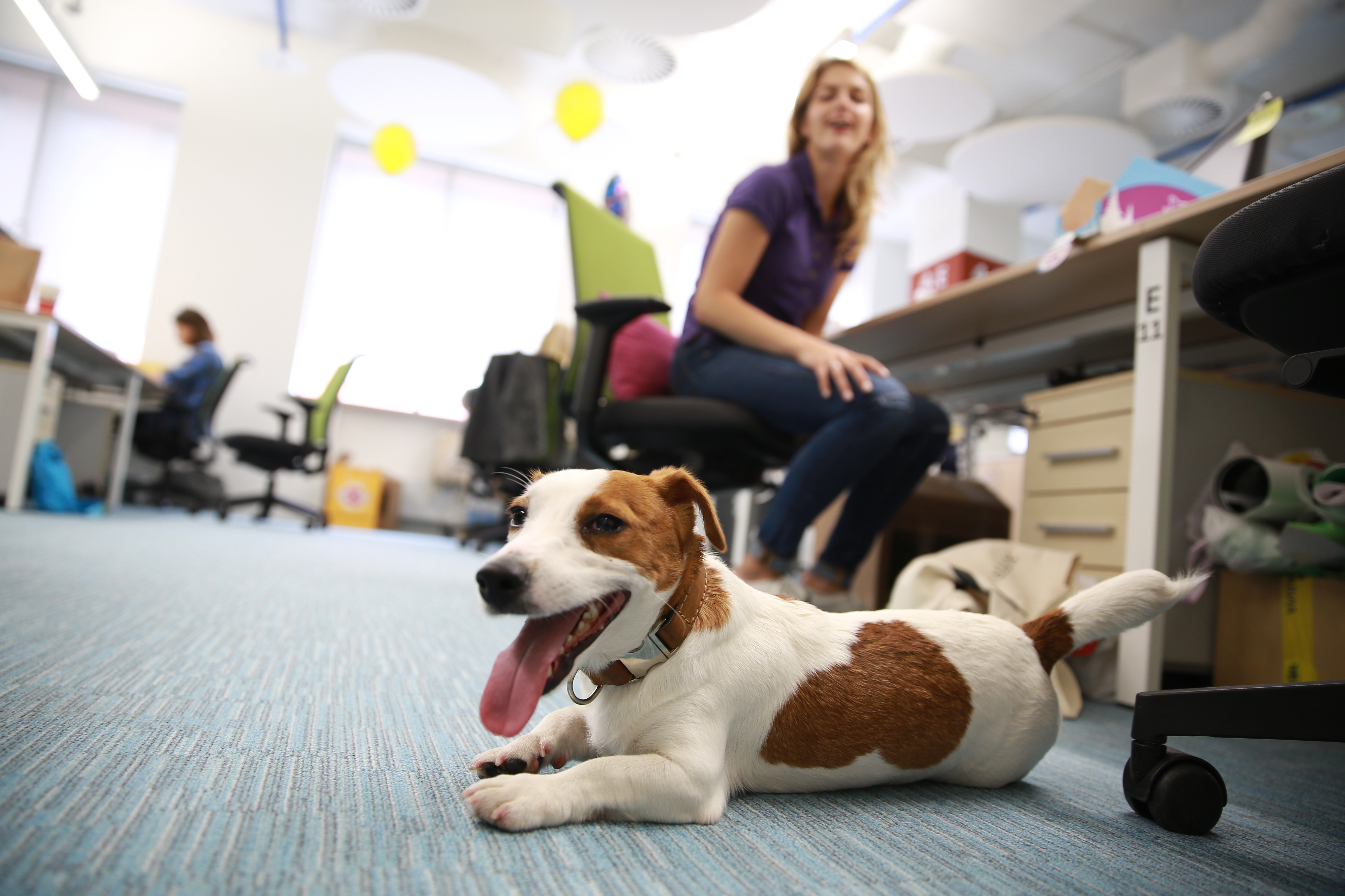 Pet student. Собака в офисе. Работа и домашние питомцы. Офис с животными. Офи с животными.